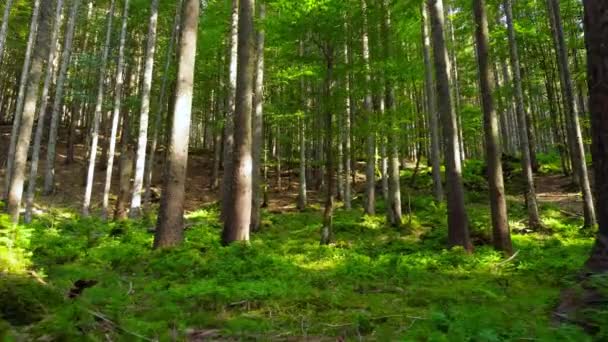 İlkbahar Yeşil Ormanı, güneşli sihirli ağaçlar Sabah vakti, Güneş ışınları Charming ve güçlü ağaçların arasından geçer — Stok video