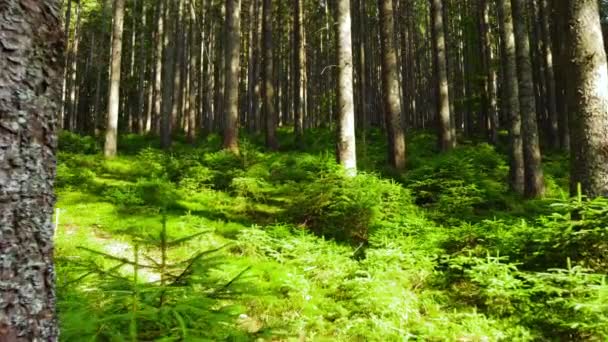 緑の春の森、晴れ魔法の朝の強力な木、太陽の光は魅力的で強力な木を通過します — ストック動画