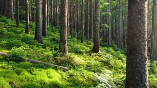 Foresta magica al mattino. Passeggiando per boschi di conifere con alberi potenti, natura incontaminata e pura, il concetto di purezza. Movimento liscio tra i rami, Gimbal shot — Video Stock