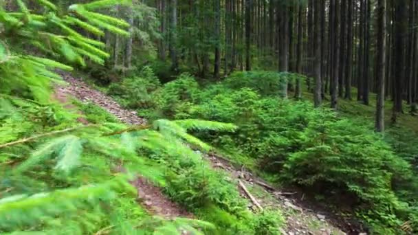 Spring Green Forest, Sunny magical Powerful trees in the morning time, The suns rays pass through the Charming and Powerful trees — 图库视频影像