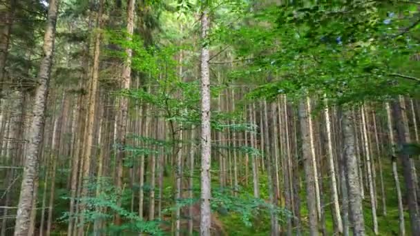 Floresta Verde da Primavera, Magia ensolarada Árvores poderosas na manhã, Os raios de sóis passam pelas árvores encantadoras e poderosas — Vídeo de Stock