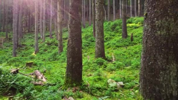 Άνοιξη Πράσινο Δάσος, Υπέροχη ανατολή του ηλίου στο δάσος, Οι ακτίνες του ήλιου περνούν μέσα από το γοητευτικό και ισχυρό δέντρα — Αρχείο Βίντεο
