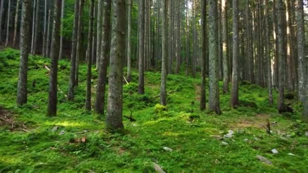 Spring Green Forest, Magnifik soluppgång i skogen, passerar solstrålarna genom de charmiga och mäktiga träden — Stockvideo