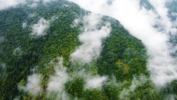Moln över trädtopparna, fjällskog i regnigt väder med dimma och dimma, ekologiskt ren och orörd terräng — Stockvideo