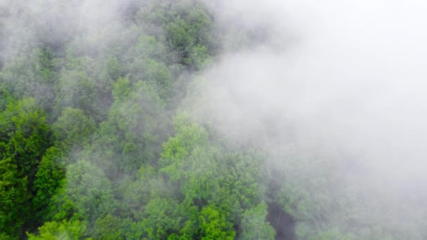 Nuvens sobre Árvores, Floresta da Montanha em clima chuvoso com nevoeiro e névoa, Terreno ecologicamente limpo e intocado — Vídeo de Stock