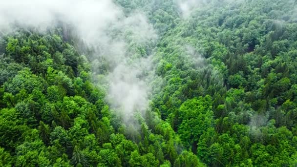 Αεροφωτογραφία του ομιχλώδους δάσους, σύννεφα πάνω από το πράσινο βουνό, Drone που φέρουν πάνω από τις κορυφές κωνοφόρων ερυθρελάτης, ομίχλη πάνω από καθαρή ανέγγιχτη φύση, τοπίο της φύσης σε 4K — Αρχείο Βίντεο
