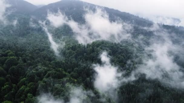 Вид с воздуха на туманный лес, облака над зеленой горой, дрон над еловыми хвойными вершинами деревьев, туман над чистой нетронутой природой, природный ландшафт в 4К — стоковое видео