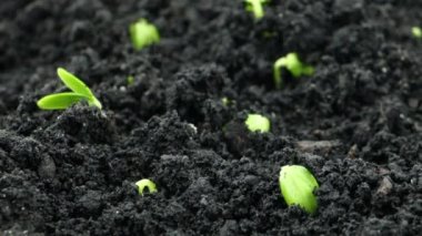 Doğa bir zaman diliminde, filizler toprakta yetişir. Hızlandırılmış ateş etme, salatalık yetiştirme, serada salatalık yetiştirme, gıda üretimi.