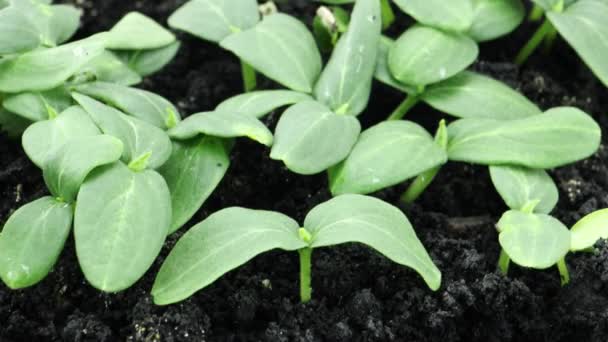 Natur im Zeitraffer, Sprossen wachsen beschleunigt aus dem Boden, Gurkenpflanze im Gewächshaus, Nahrungsmittelproduktion — Stockvideo