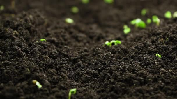 Piante in crescita in primavera timelapse, germinazione germogli insalata di crescione neonato pianta in serra agricoltura — Video Stock