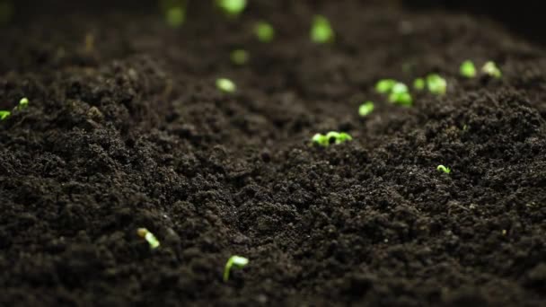 Plantas em crescimento na primavera timelapse, germinação brotos planta de salada de agrião recém-nascido de sementes na agricultura em casa de vegetação — Vídeo de Stock