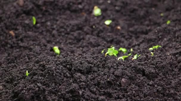 Odla växter på våren timelapse, groddar groning nyfödda krasse sallad växt i växthus jordbruk — Stockvideo