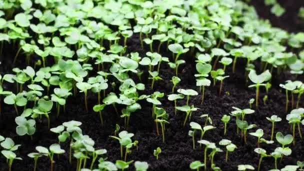 Plantas en crecimiento en primavera timelapse, germinación brotes planta de ensalada de berro recién nacido en la agricultura de invernadero — Vídeos de Stock