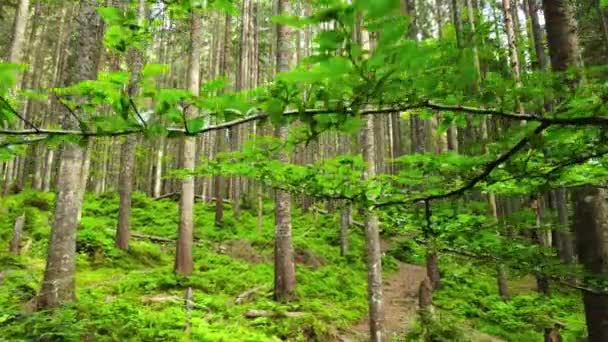 Spring Green Forest, Dron létá pod větvemi stromů v ranním čase, Krásný nedotčený les. Nedotčená čistá příroda, koncept čistoty — Stock video