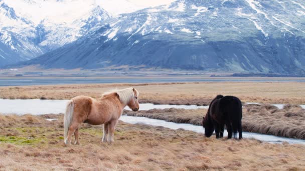 Cavalli islandesi, primo piano, stallone islandese che posa in un campo circondato dalla natura vulcanica scenica dell'Islanda. Animali pelosi in natura, Paesaggio montano. Fauna selvatica del Nord — Video Stock