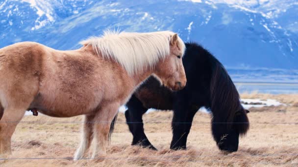 Icelandic horses, close-up, Icelandic stallion posing in a field surrounded by scenic volcanic nature of Iceland. Furry animals in the wild, Mountain landscape. Wildlife of the North — Vídeo de Stock