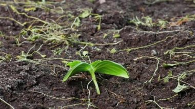 Kuru toprak zaman diliminde ölen bitki, kuraklık konsepti. İklim değişikliği ve küresel ısınma. Çevre, doğa, toprak. Tarım üzerinde etkisi var. Kötü hasat, su kıtlığı, taze su kaynakları eksikliği.