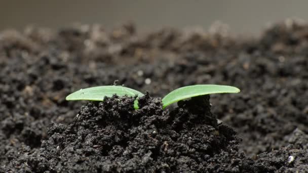 Plantas em crescimento na primavera timelapse, germinação brotos, recém-nascido planta pepino na agricultura de efeito estufa, conceito bonito Natural, Limpo e eco-friendly — Vídeo de Stock