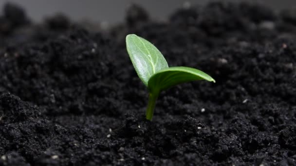 Plantas em crescimento na primavera timelapse, brotos germinação recém-nascido Pepino planta em estufa agricultura — Vídeo de Stock