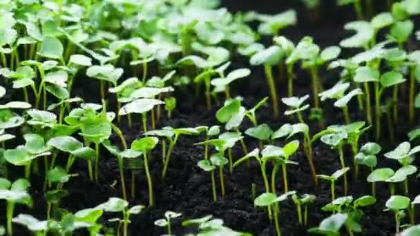 Plantas em crescimento na primavera timelapse, germinação brotos planta de salada de agrião recém-nascido na agricultura de efeito estufa — Vídeo de Stock