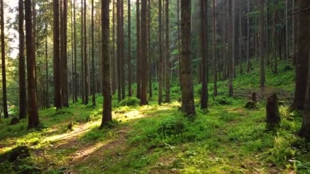 Tavaszi erdő, napsütéses mágikus Erős zöld fák reggelente, A nap sugarai áthaladnak a bájos és erős fák — Stock videók