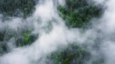 Mistik ve sisli bir orman, yağmurlu bir havada şafak vakti havadan kuşların gözünden. Ağaçların tepesindeki bulutlar, dağ ormanları sisli, Ukrayna 'nın havadan manzaralı.