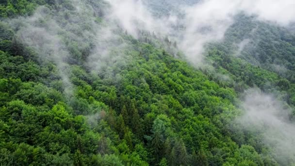 Mistik ve sisli bir orman, yağmurlu bir havada şafak vakti havadan kuşların gözünden. Ağaçların tepesindeki bulutlar, dağ ormanları sisli, Ukrayna 'nın havadan manzaralı. — Stok video
