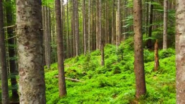 Baharda yeşil orman, sabah vakti büyülü ağaçlar, büyüleyici ve güçlü ağaçlar, dokunulmamış doğa.