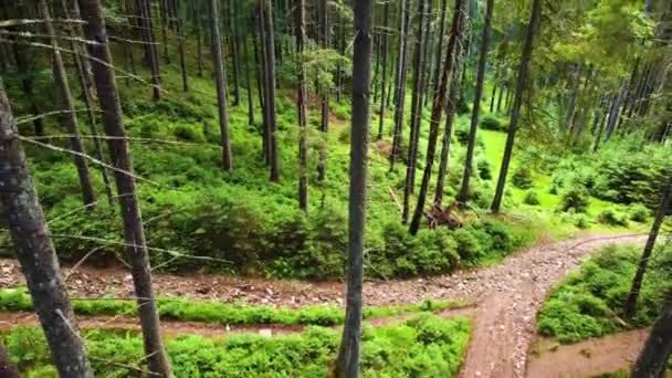 Πράσινο Δάσος την άνοιξη, Μαγικά πανίσχυρα δέντρα το πρωί, Γοητευτικά και Ισχυρά δέντρα, Ανέγγιχτη φύση — Αρχείο Βίντεο