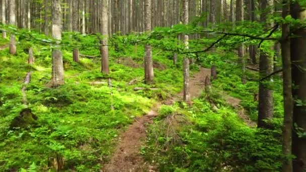 Bosco Verde a Primavera, Magici alberi potenti al mattino, Alberi affascinanti e potenti, Natura incontaminata — Video Stock