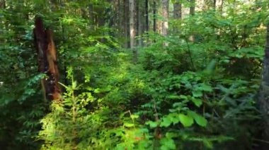 Doğa Bahar Ormanı, Güneşli sihirli güçlü yeşil ağaçlar Sabah vakti