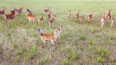 Ulusal Park Doğası 'ndaki Roe Geyik Sürüsü geyikleri genç tohumlar için tehlikeli zararlılardır. Vahşi hayvanların üzerinde helikopter uçuşu. Yukarıdan gelen vahşi yaşam