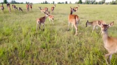 Doğa, Ulusal Park 'ta Geyik, Vahşi Hayvanlar Havadan Bakış, Yukarıdan Vahşi Yaşam