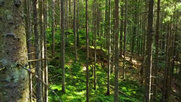 Природа Весняний ліс, Сонячні магічні Потужні зелені дерева в ранковий час — стокове відео