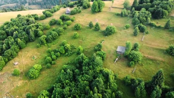 Bel filmato aereo della foresta. Soleggiato magico Potenti alberi al mattino, magnifica alba nella pineta di conifere, i raggi si fanno strada tra i rami degli alberi — Video Stock