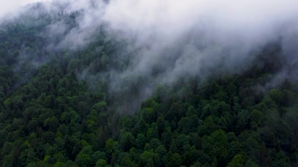 Mlha nad vrcholky jehličnatých stromů, Kouzelný les v deštivém letním počasí, Letecká krajina — Stock video