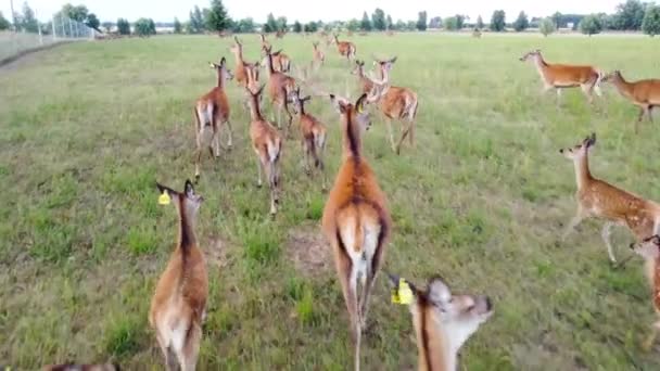 自然、国立公園内の鹿、野生動物空中ビュー、上から野生動物 — ストック動画