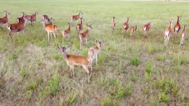 Herd van Roe Deer in National Park Nature, Herten zijn gevaarlijk ongedierte voor jonge zaailingen. Helikoptervlucht boven wilde dieren. Wilde dieren van bovenaf — Stockvideo