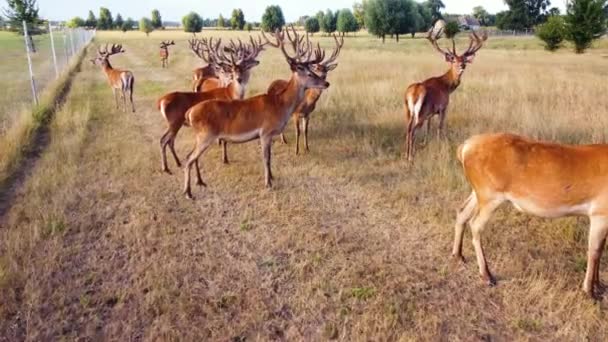 Natuur, Herten in Nationaal Park, Wilde dieren Uitzicht op de lucht, Wilde dieren van bovenaf — Stockvideo