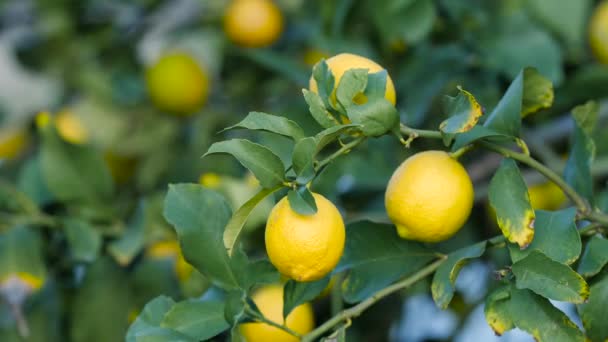 Citrom, Citrusfa sárga citromgyümölccsel, Gyümölcs termesztés a szabadban, Mezőgazdasági koncepció — Stock videók