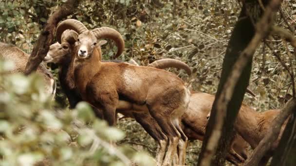 Vild bagge med stora horn, djur i orörd natur, mouflon i skogen, vilda får vilda djur — Stockvideo
