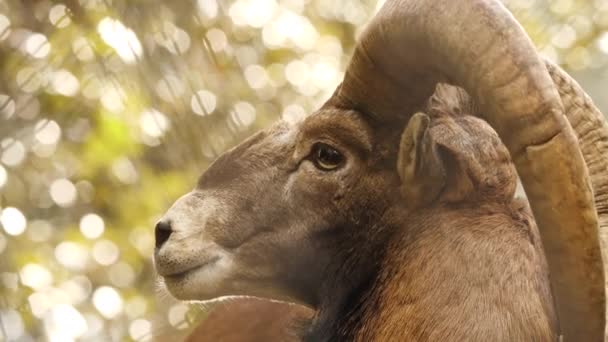 Ariete selvatico con grandi corna, animale nella natura incontaminata, muflone nella foresta, fauna selvatica delle pecore — Video Stock