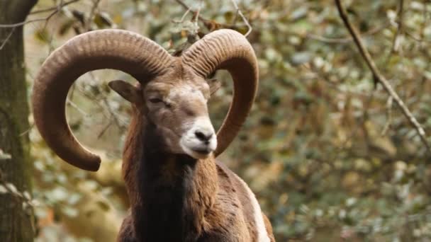 大きな角を持つ野生のラム、手付かずの自然の中の動物、森の中のムフロン、野生の羊の野生動物 — ストック動画