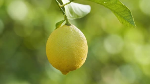 Limão, Árvore de citrinos com frutas de limão amarelas, Fruta crescendo ao ar livre, Conceito de agricultura — Vídeo de Stock