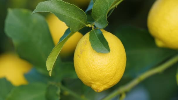 Лимон, Цитрусове дерево з жовтими плодами лимона, Фрукти, що ростуть на відкритому повітрі, Концепція сільського господарства — стокове відео