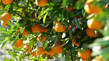Mandalina, Mandarin meyveli turunçgil ağacı, açık havada yetişen meyve, portakal tarımı kavramı.