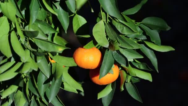 Tangerine, Citrusboom met Mandarijnvruchten, Fruit in de open lucht, Sinaasappelen Landbouw Concept — Stockvideo