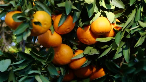 Tangerin, Citrusträd med mandarinfrukter, Fruktodling utomhus, Apelsiner Jordbrukskoncept — Stockvideo
