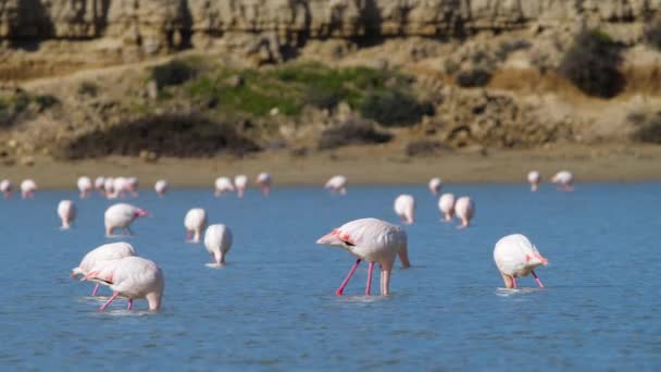 Różowe flamingi w jeziorze, Dzikie Większe flamingi w słonej wodzie, Natura Birds safari dzika przyroda 4k shot — Wideo stockowe