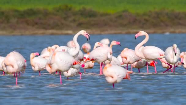 Růžoví plameňáci v jezeře, Divoký větší plameňák ve slané vodě, Příroda ptáků Divoká zvěř safari 4k výstřel — Stock video